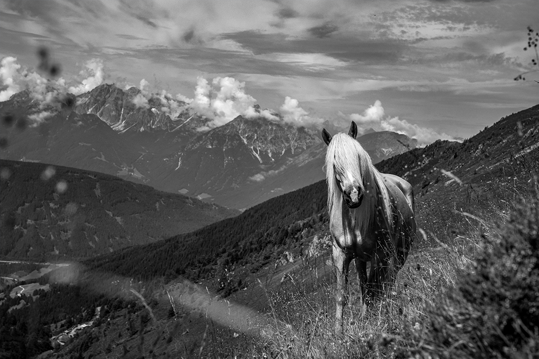 Mountain Horses