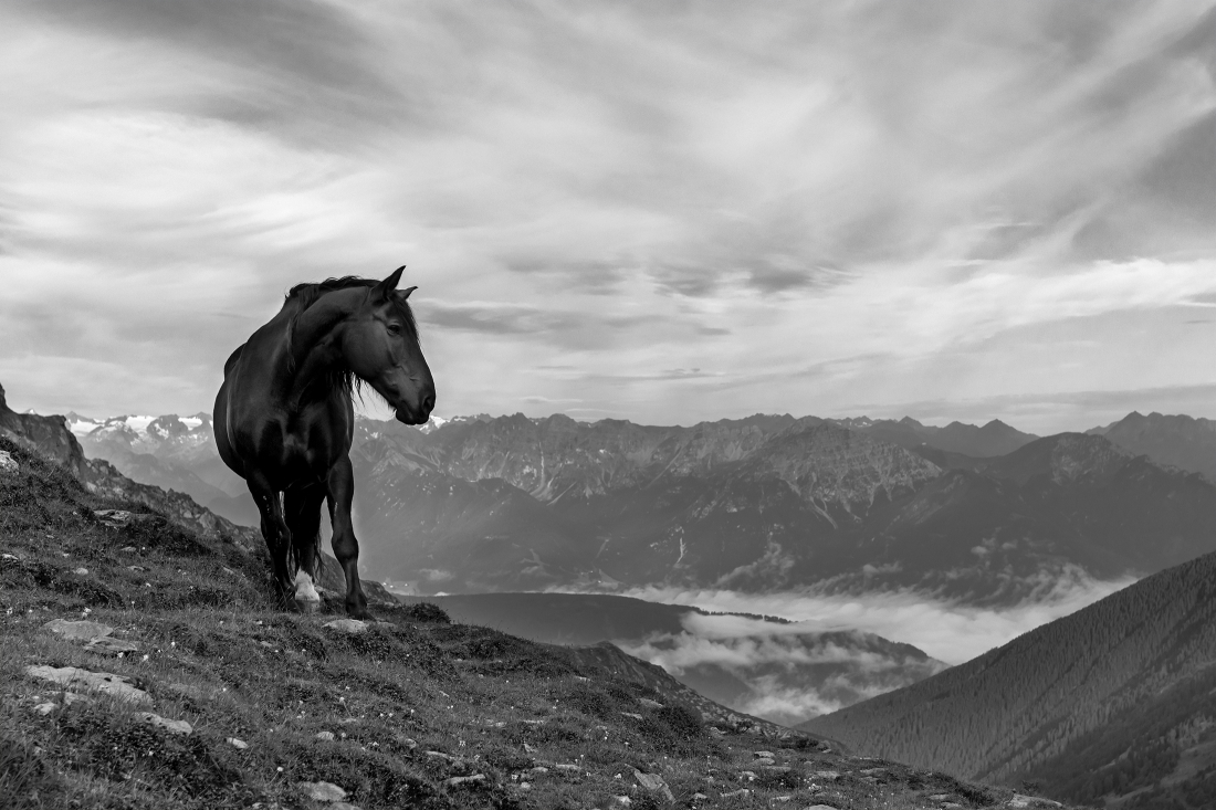 Mountain Horses