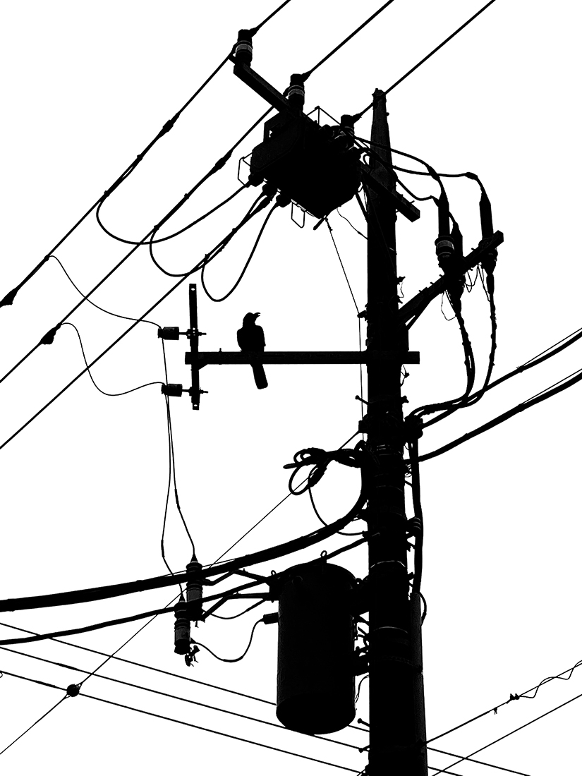 A beauty in my neighborhood