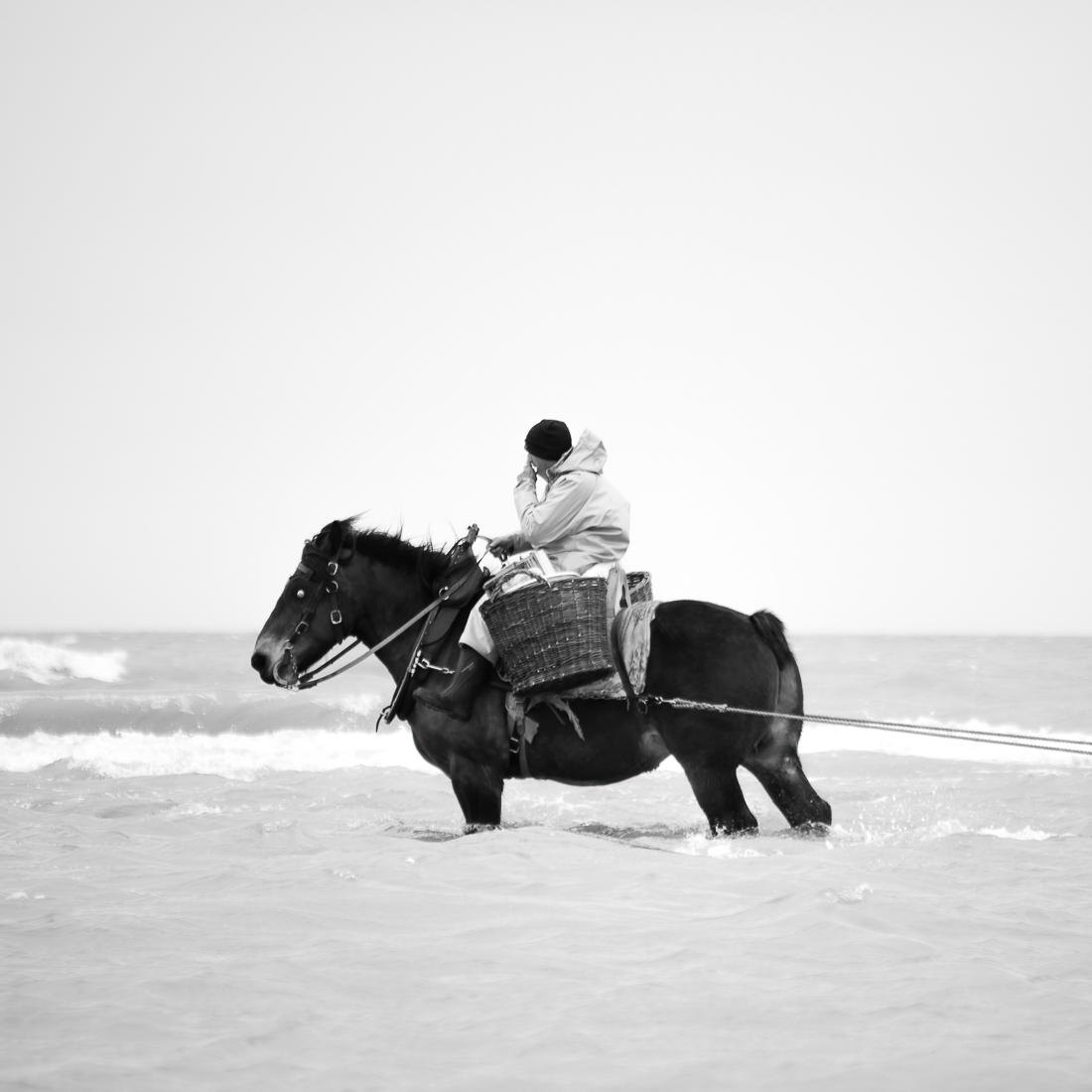 The Horse and the Shrimp.