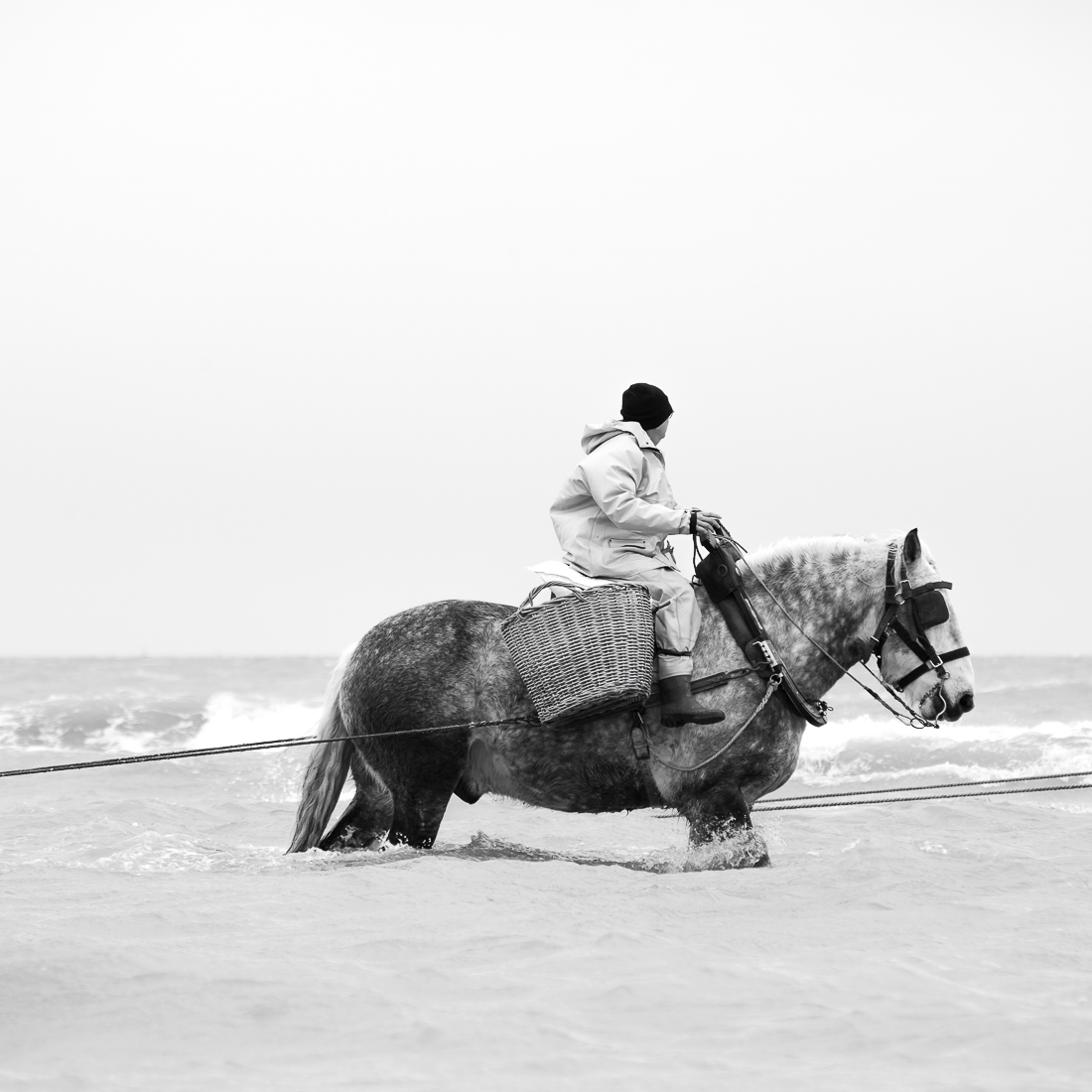 The Horse and the Shrimp.