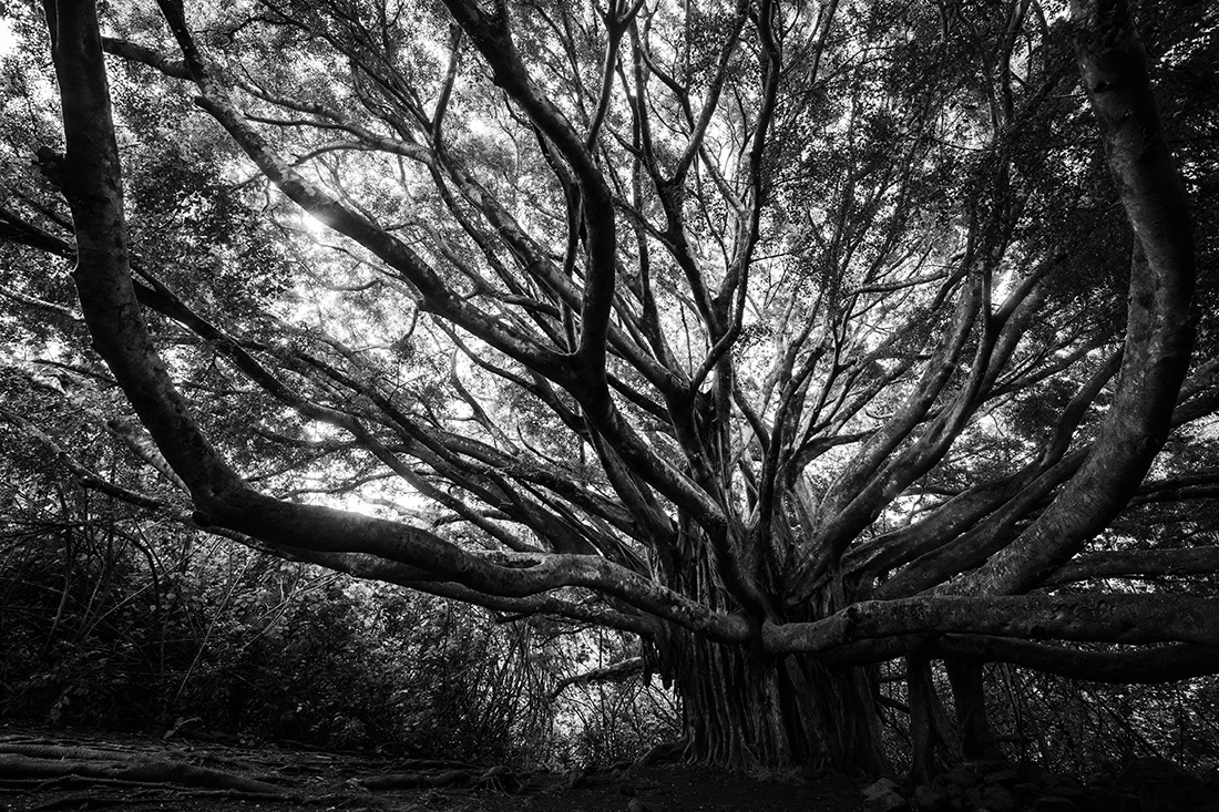 Yggdrasil