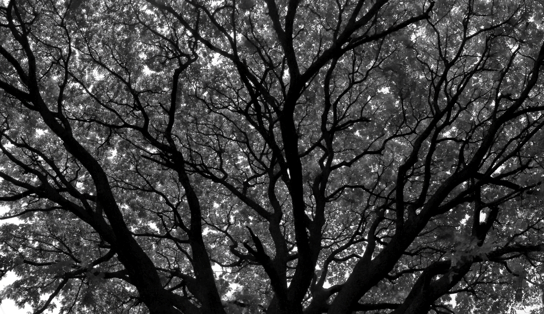 Yggdrasil