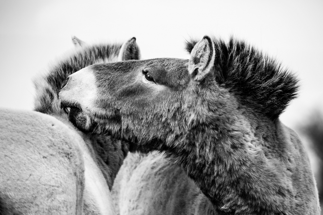 Przewalski Horse - The last primeval horses on planet