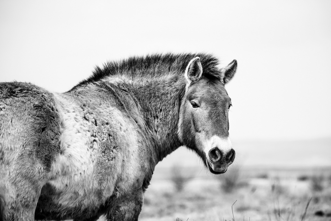 Przewalski Horse - The last primeval horses on planet