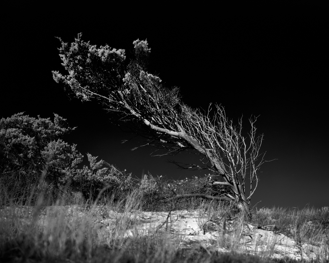 Skeletons in the Wind