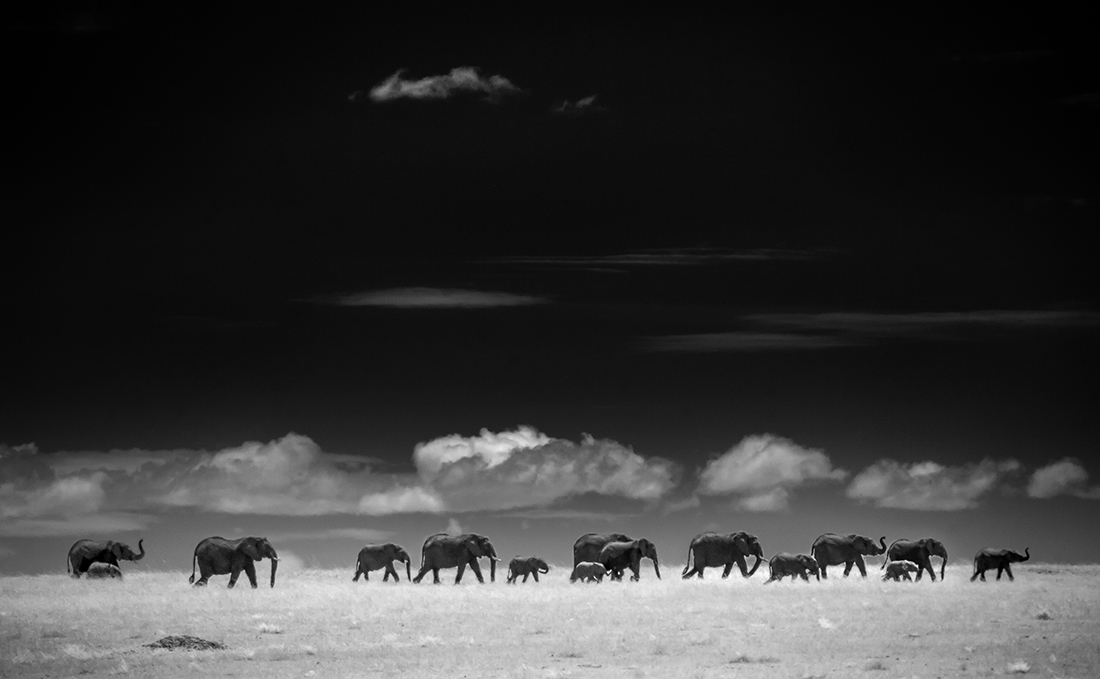Infrared Serengeti-Ngorongoro Wildlife