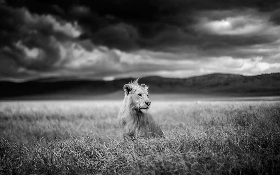 Infrared Serengeti-Ngorongoro Wildlife