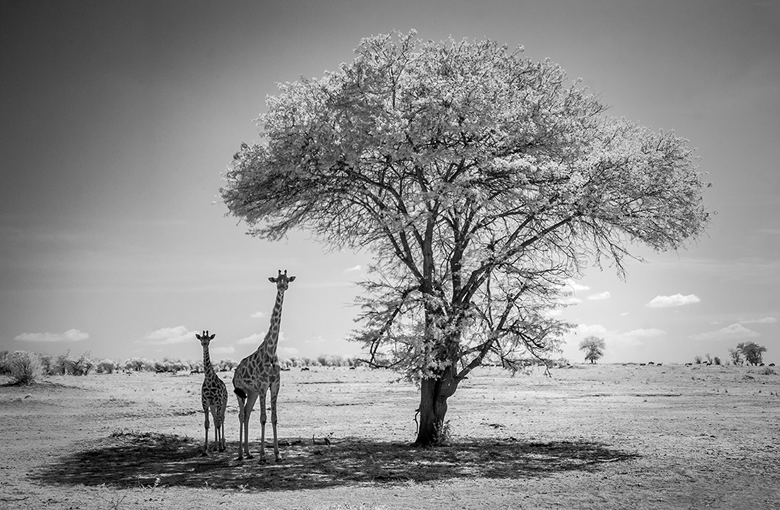 Infrared Serengeti-Ngorongoro Wildlife