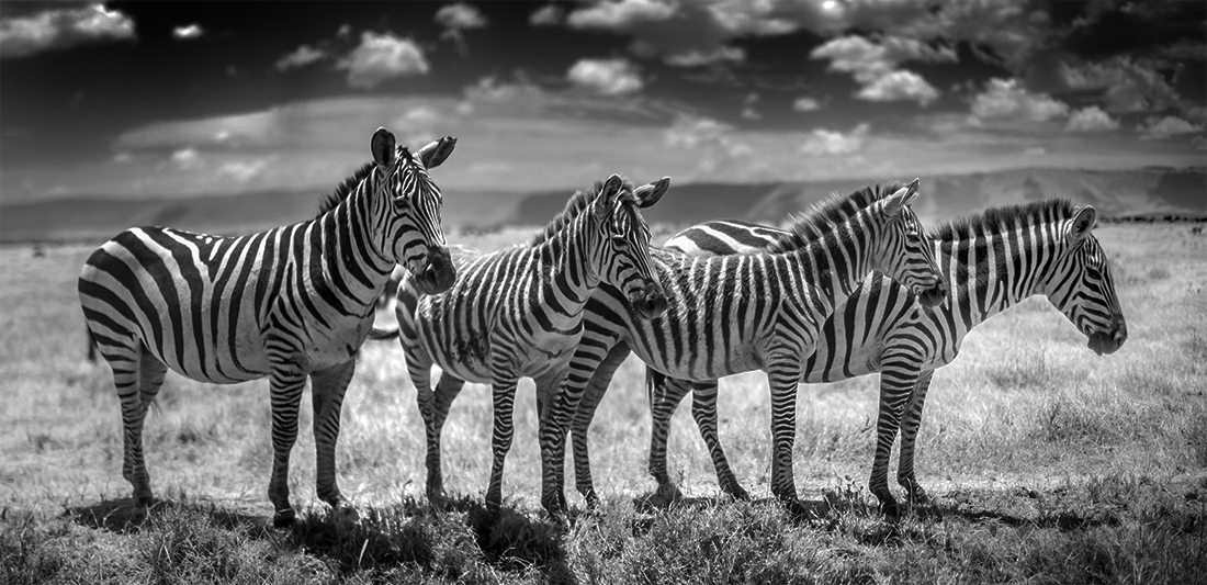 Infrared Serengeti-Ngorongoro Wildlife