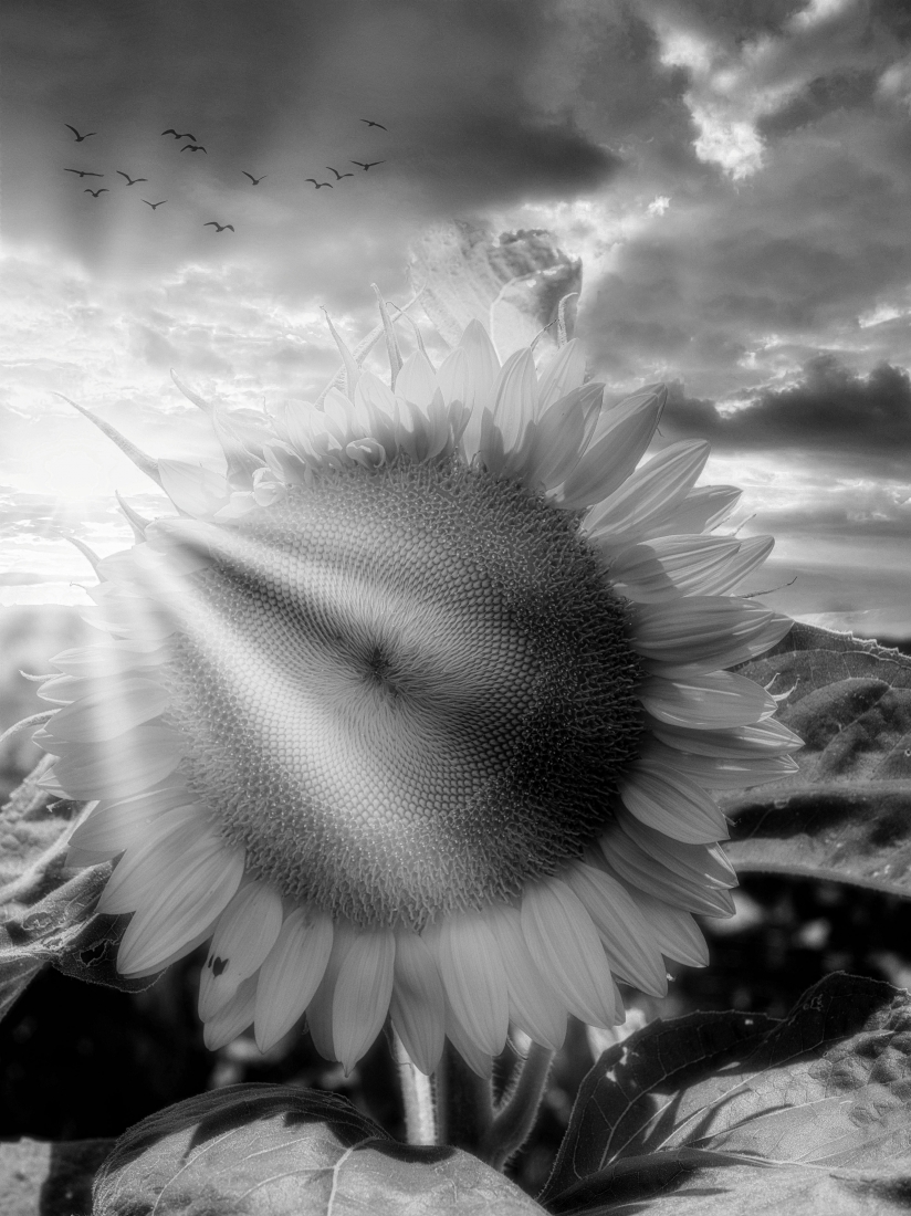 Dawn & Flower