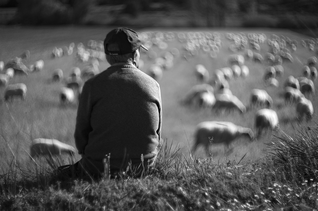 The last Shepherds.