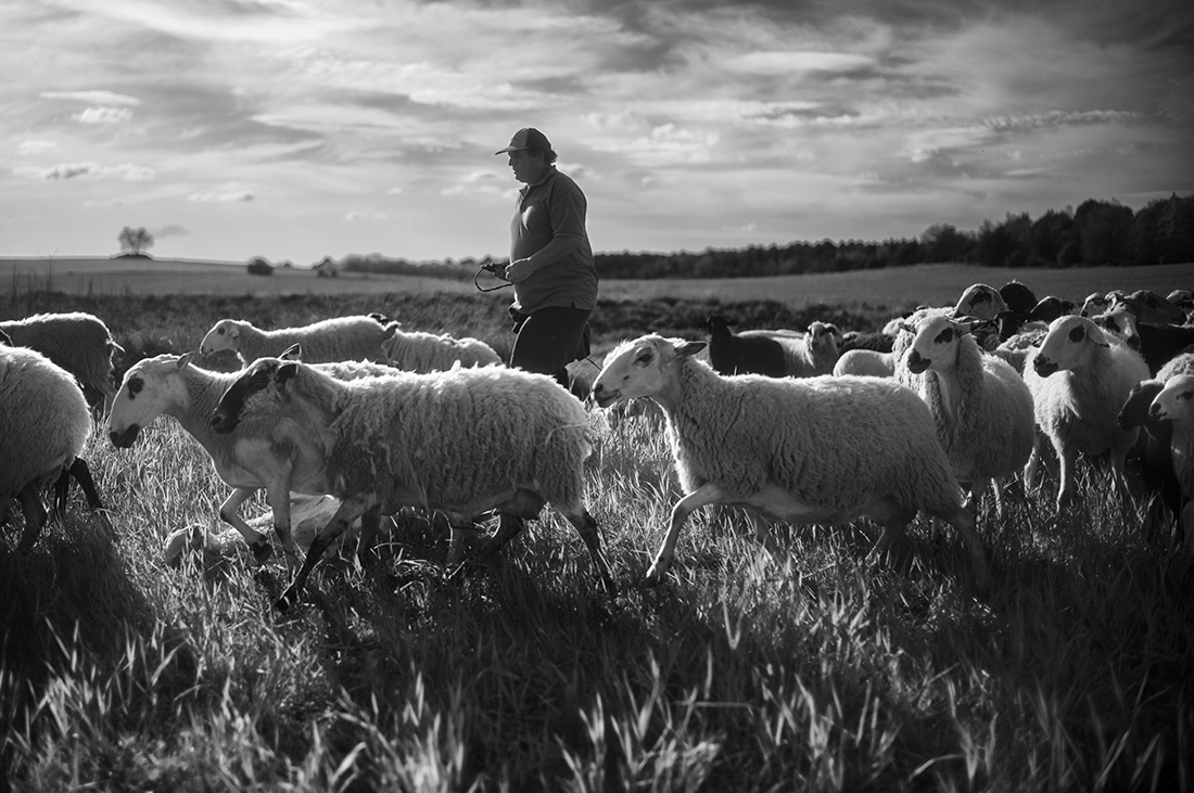 The last Shepherds.