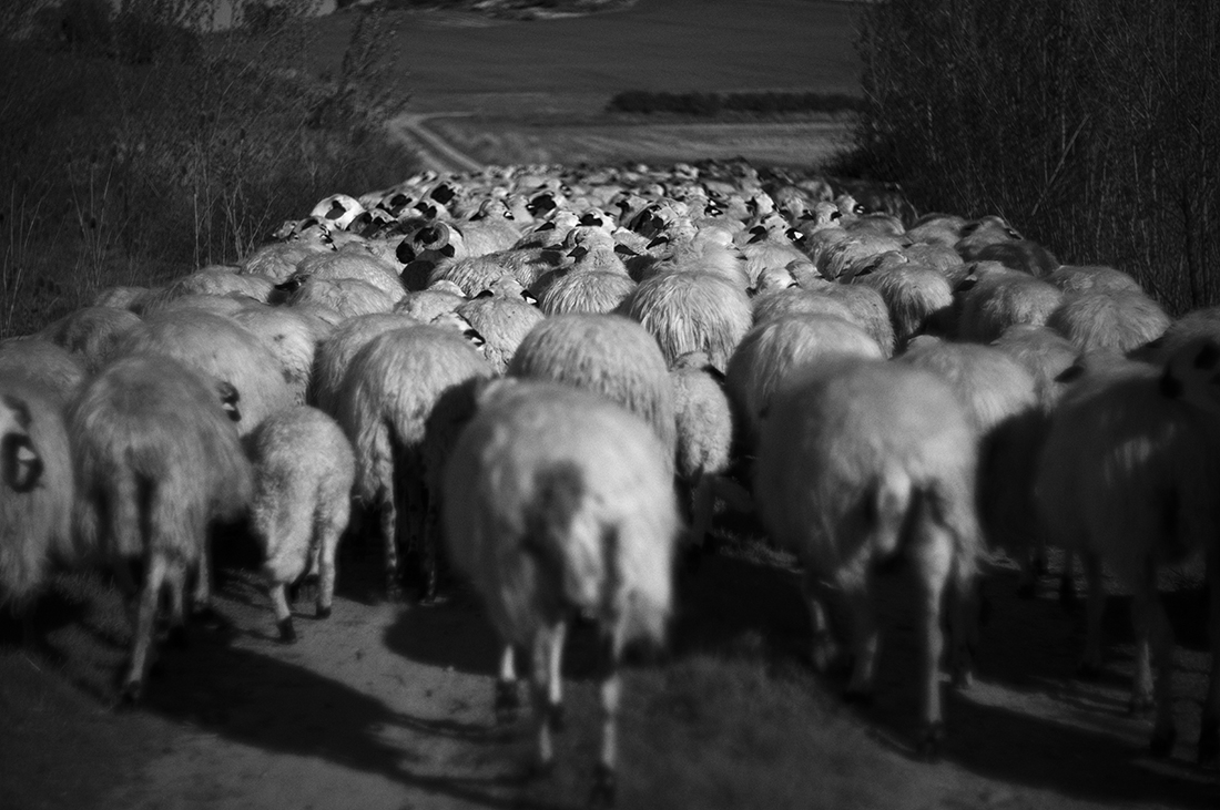 The last Shepherds.