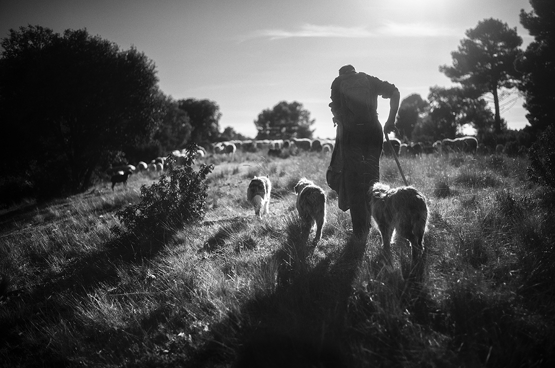 The last Shepherds.
