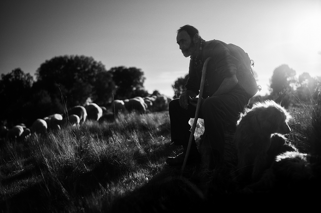 The last Shepherds.