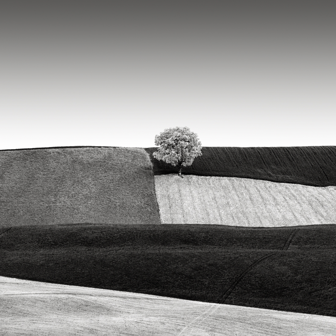Fields