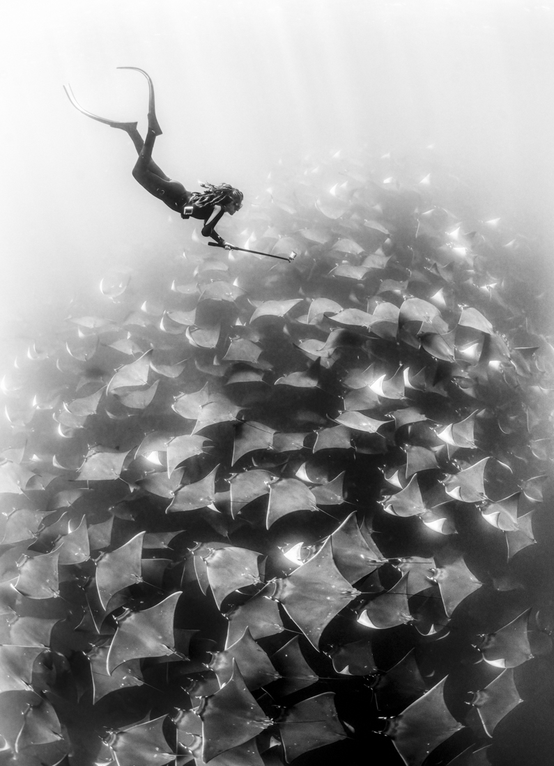 Mobula Freedive