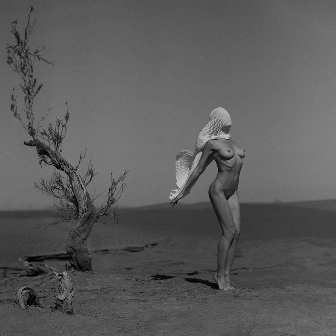 Desert Flower