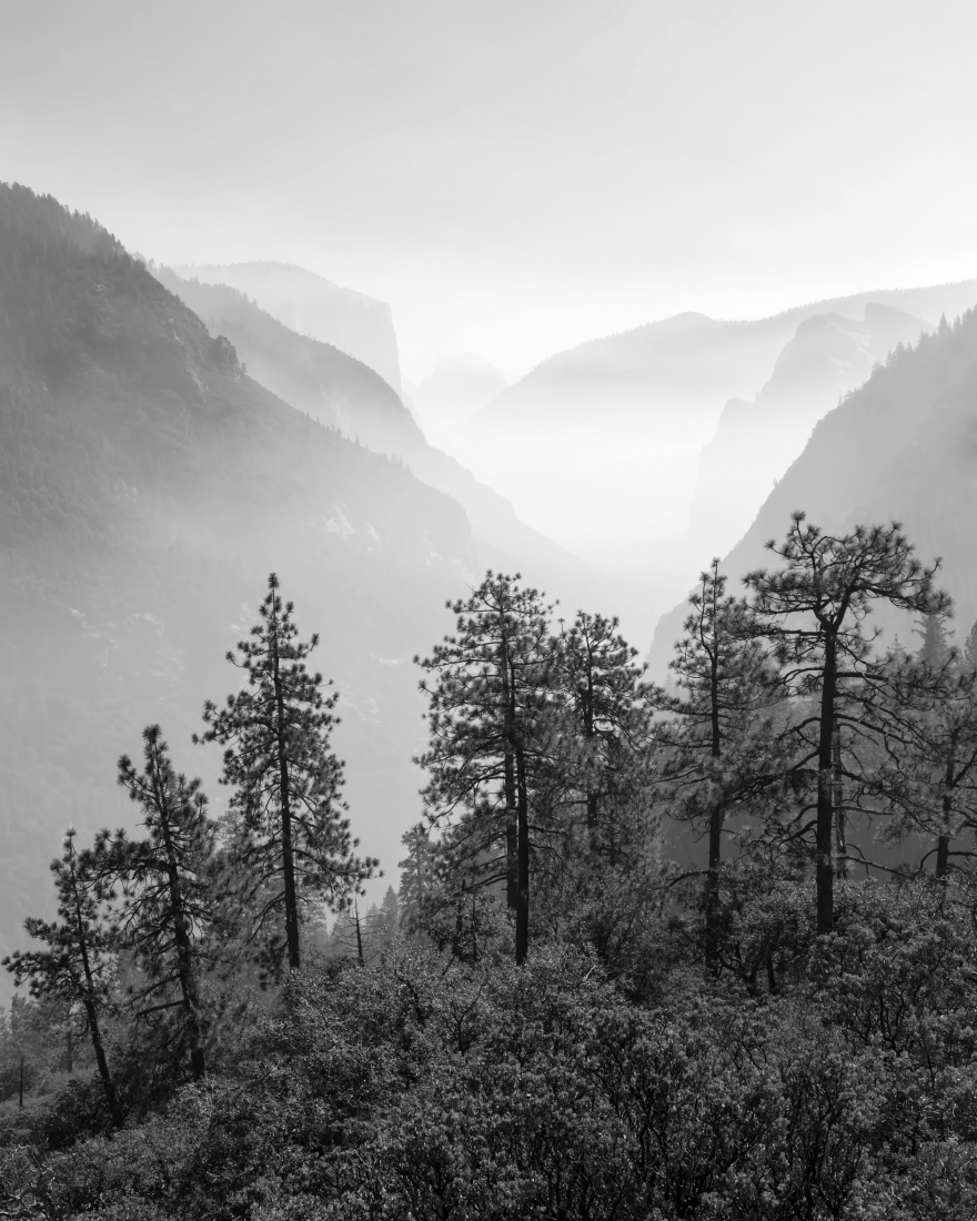 Smog art by forest fires