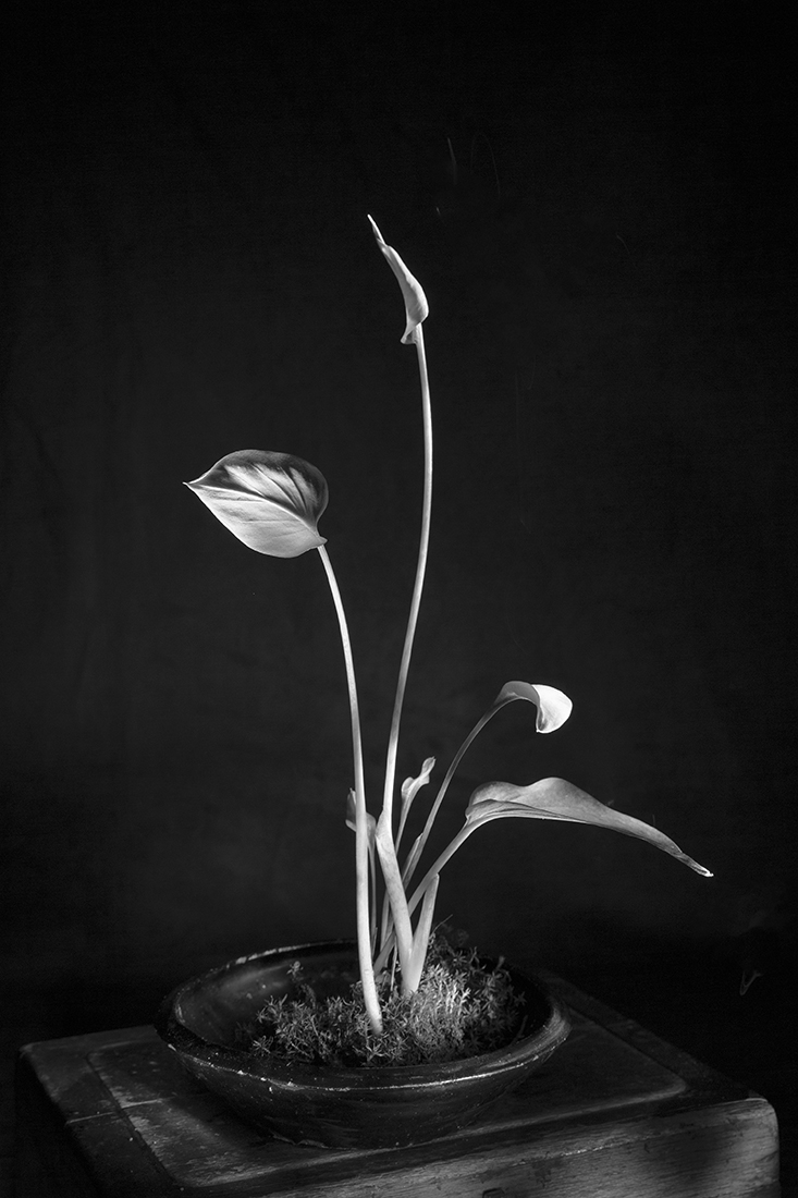 Calmness and Elegance in Nature (picture of still life)