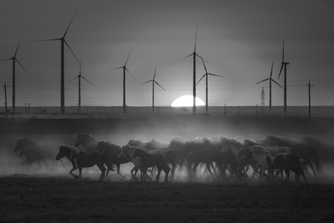 the wild horse's gallop