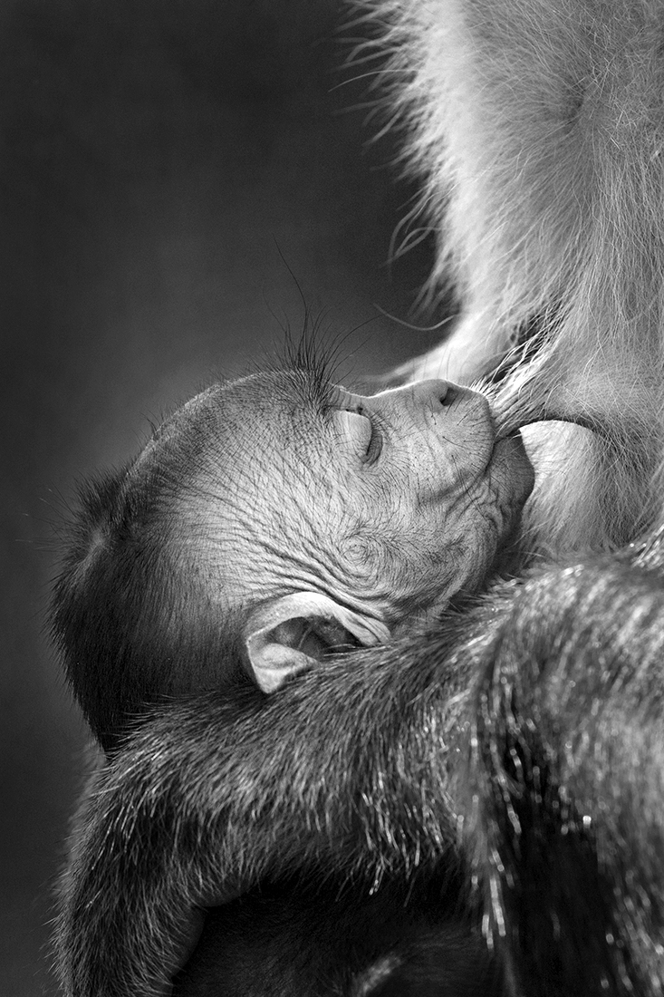 Mother's Love 