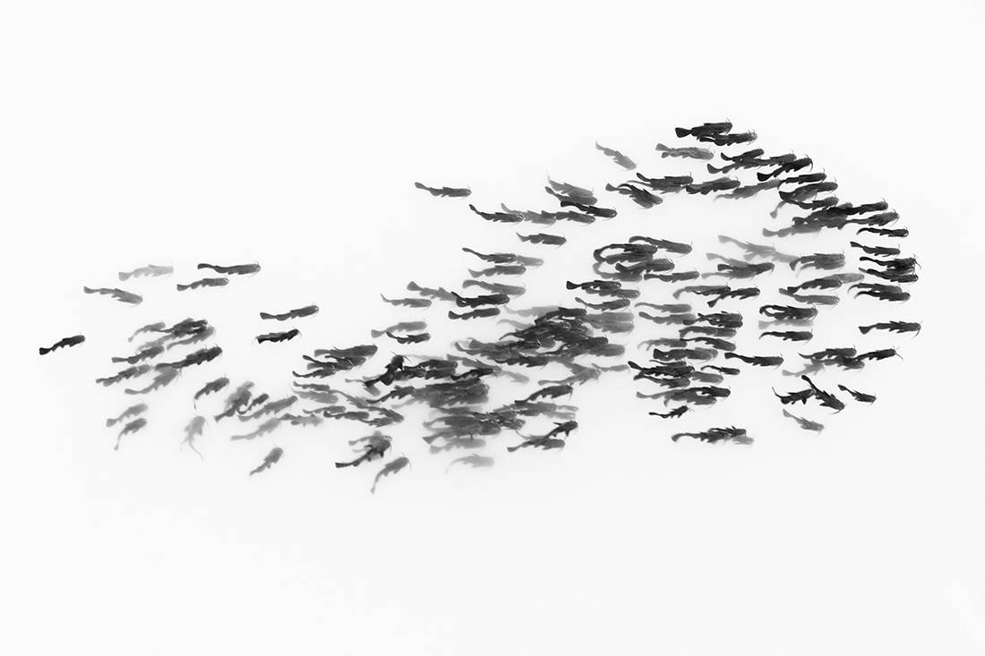 Shoal of catfish