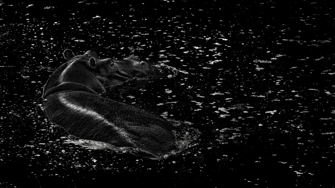 Lucy in the Pool with Diamonds