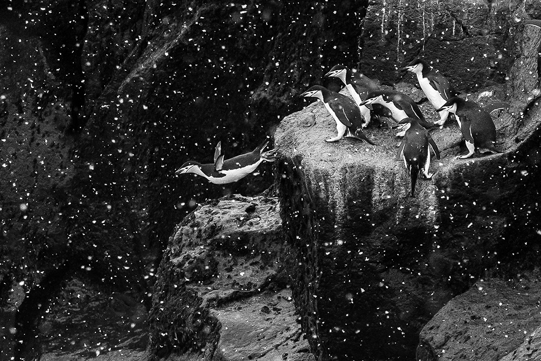 Cliff Diving Chin-Strap Penguins