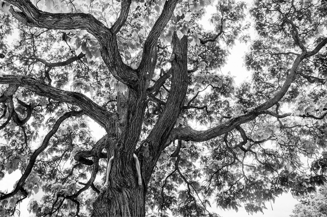 The Tree