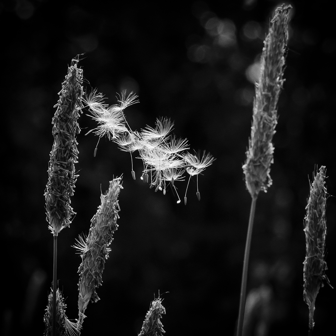 PISCENLIT