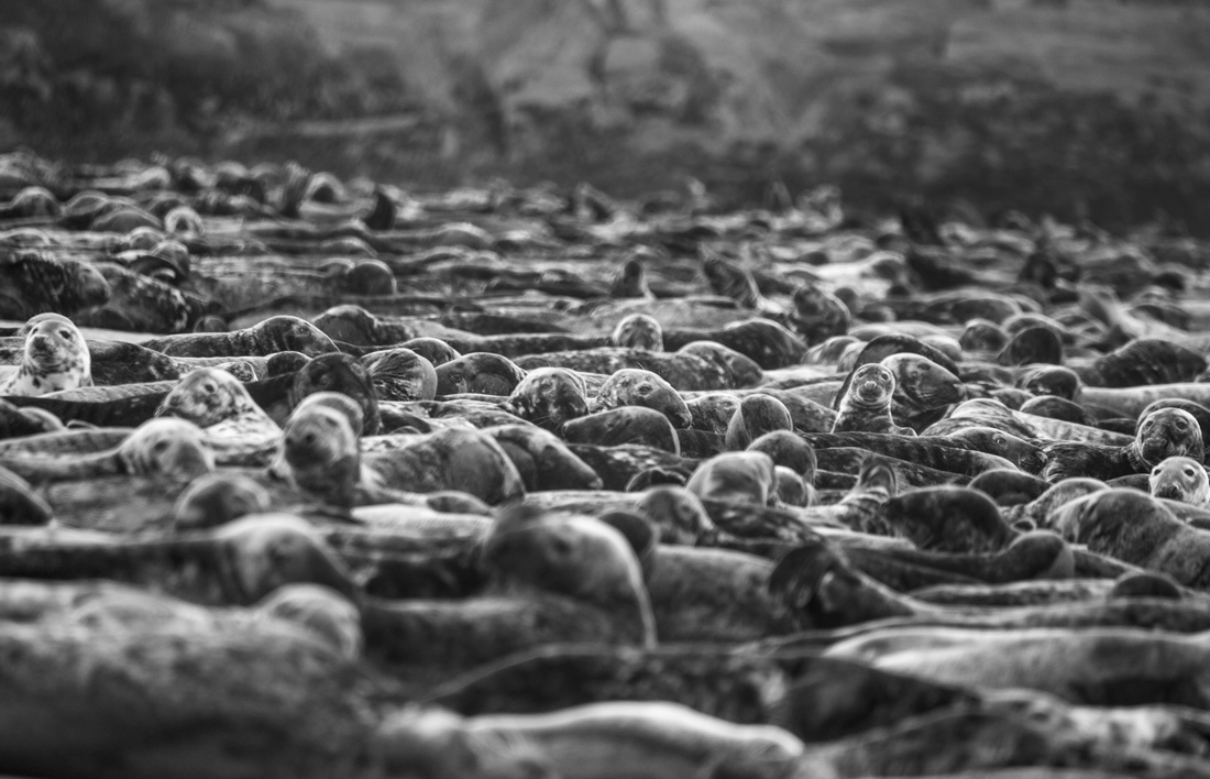 Blasket Island Grey Seals