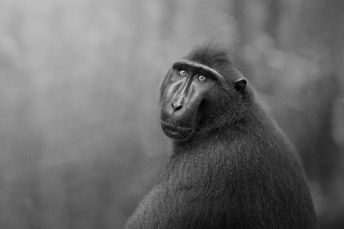 Human gaze of a primate