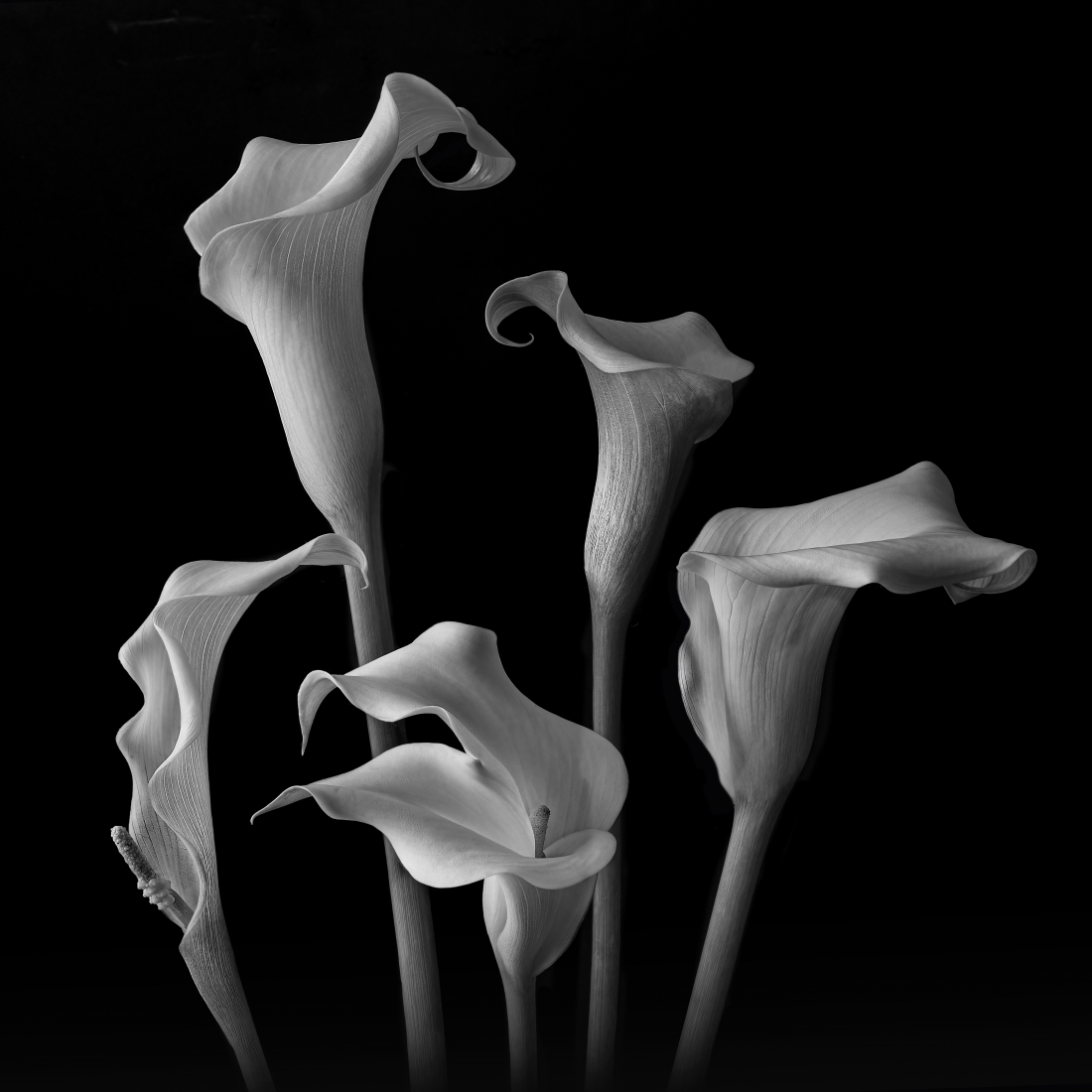 Fancy Party - White Calla Lilies