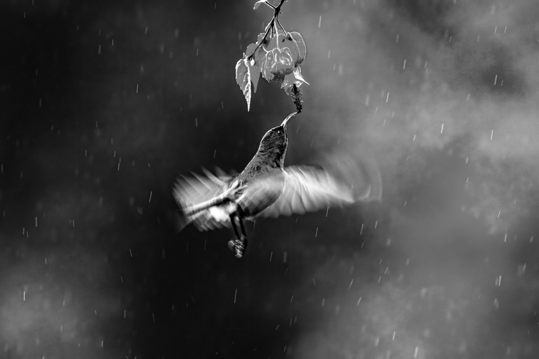 Beautiful Birds in Nature