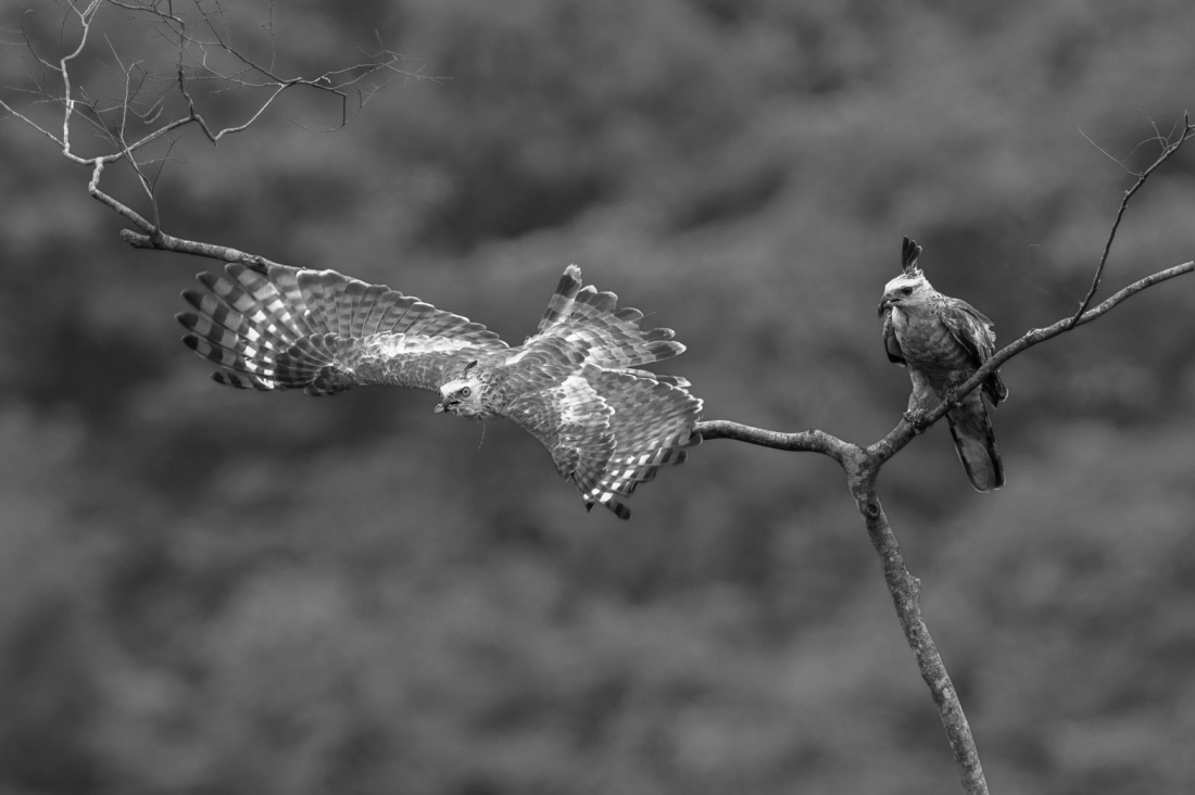 Beautiful Birds in Nature