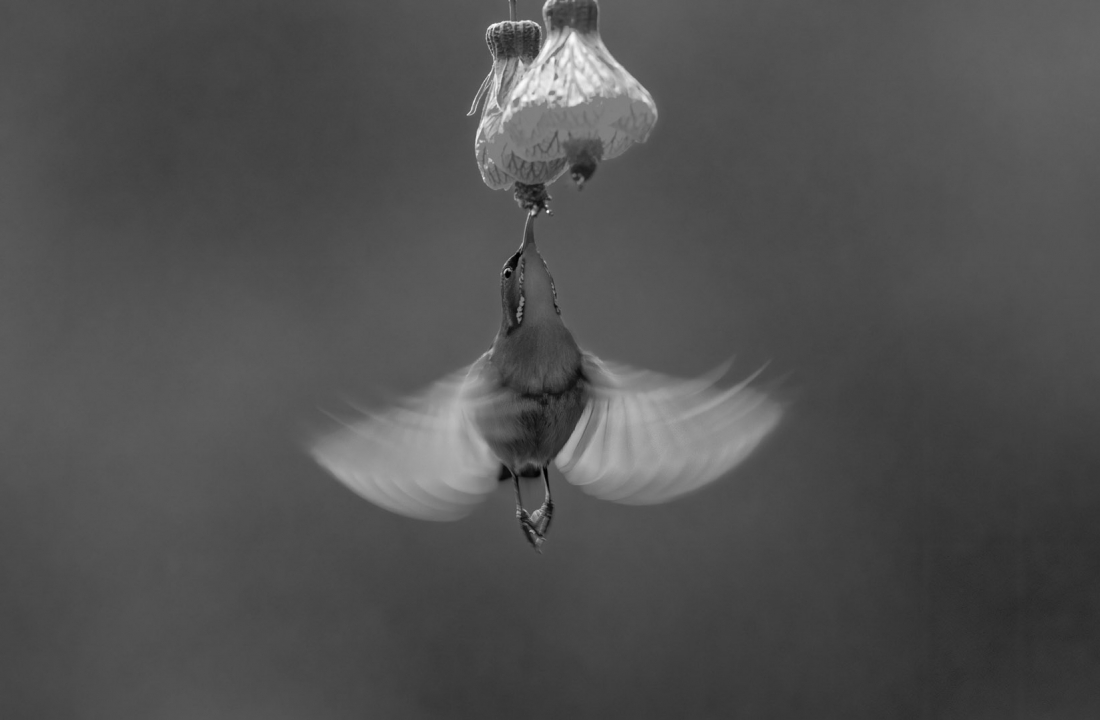 Beautiful Birds in Nature