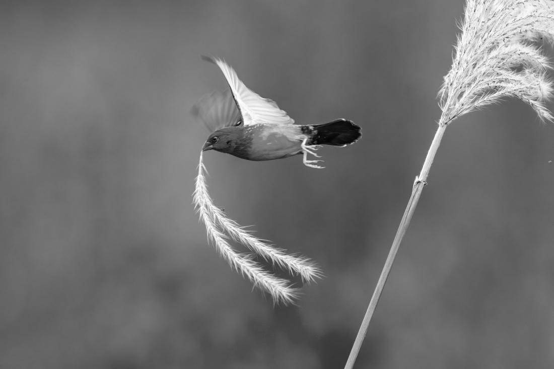 Beautiful Birds in Nature