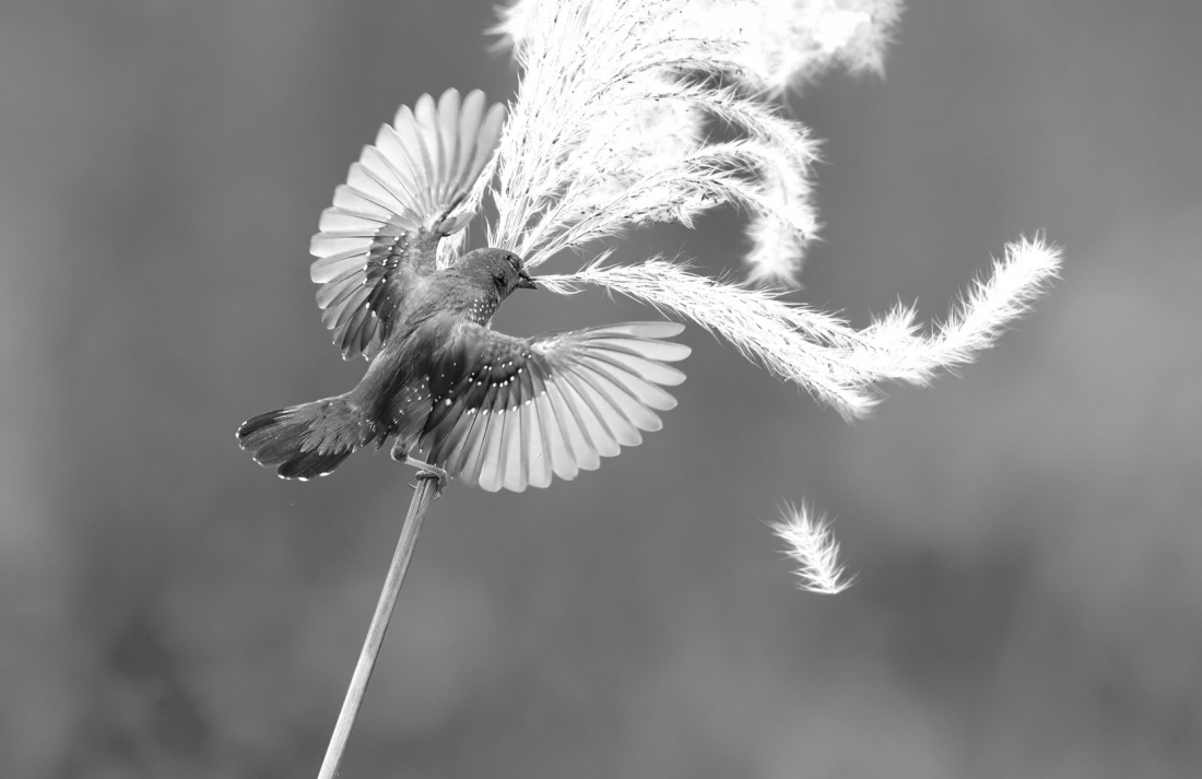 Beautiful Birds in Nature