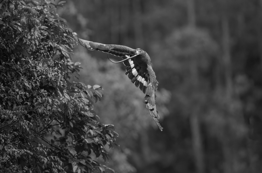 Beautiful Birds in Nature