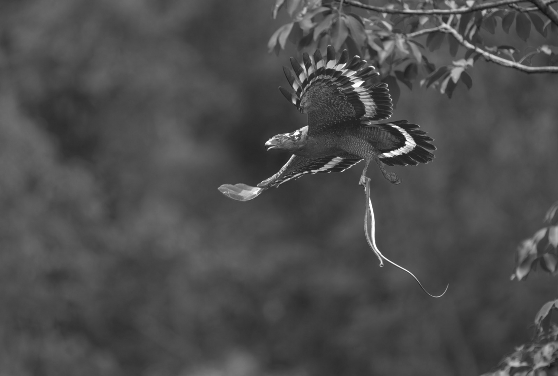 Beautiful Birds in Nature