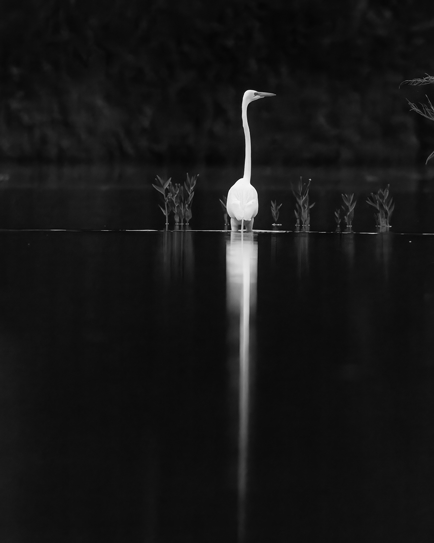 Great Egret