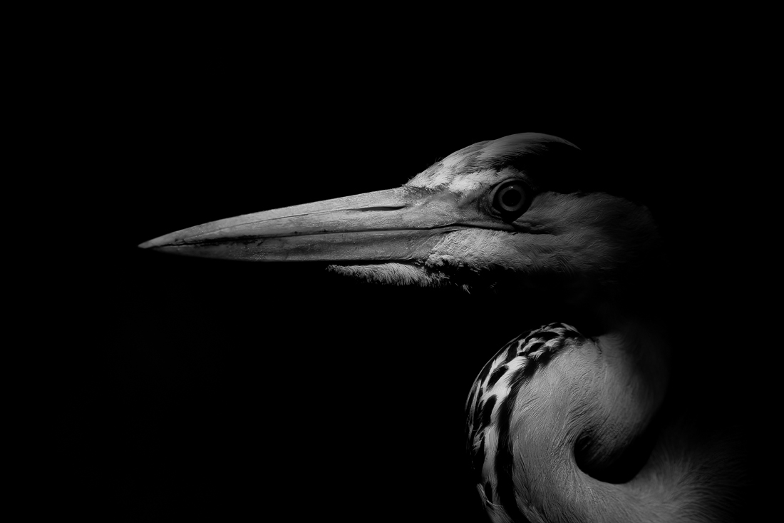 Sharp and Shimmering