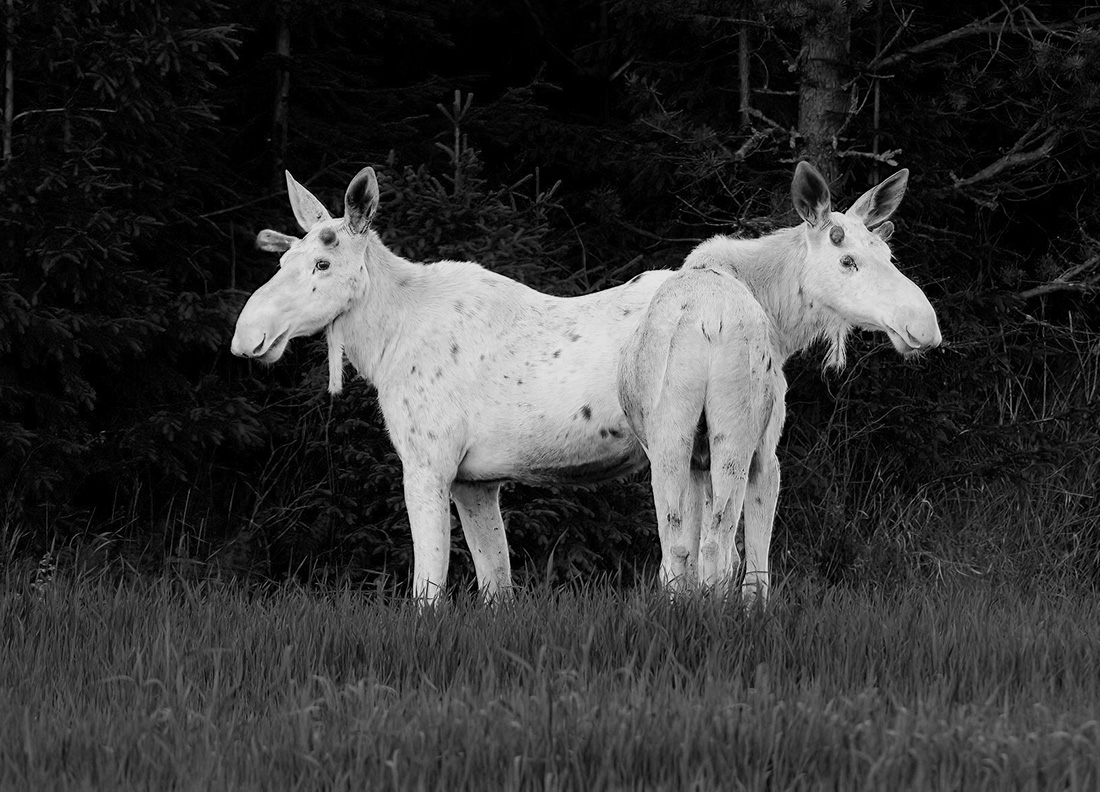 Interesting white color deviations