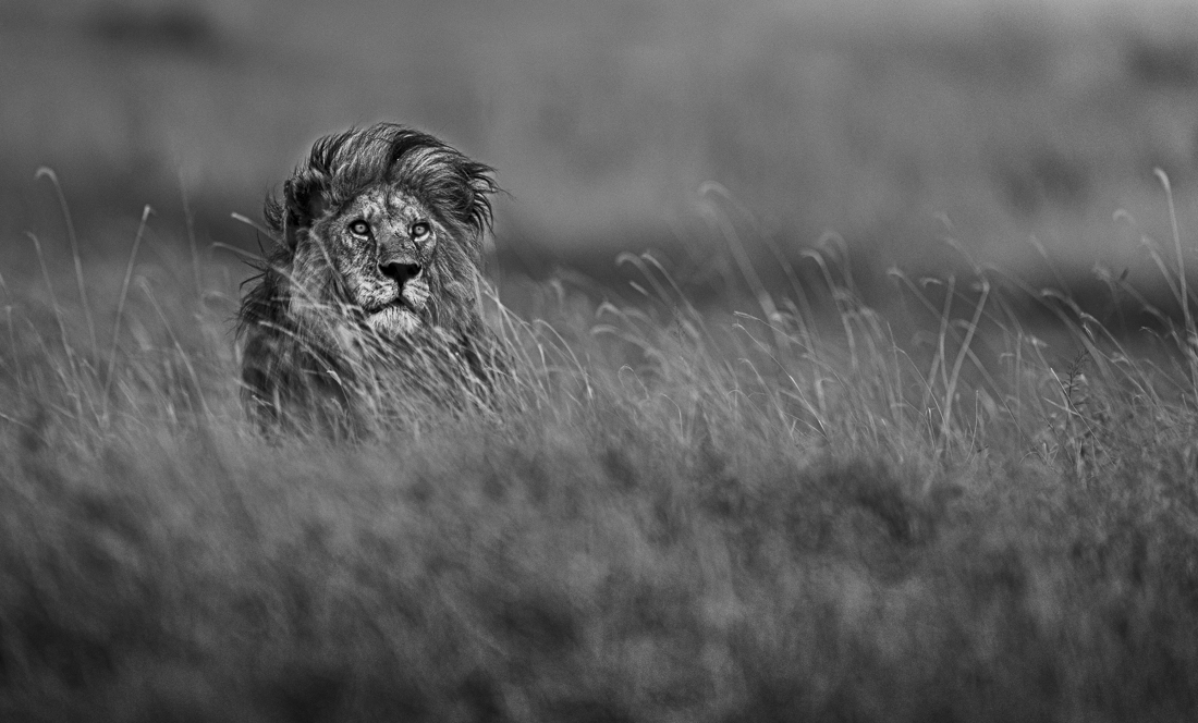 Power. Tenacity. Wisdom.