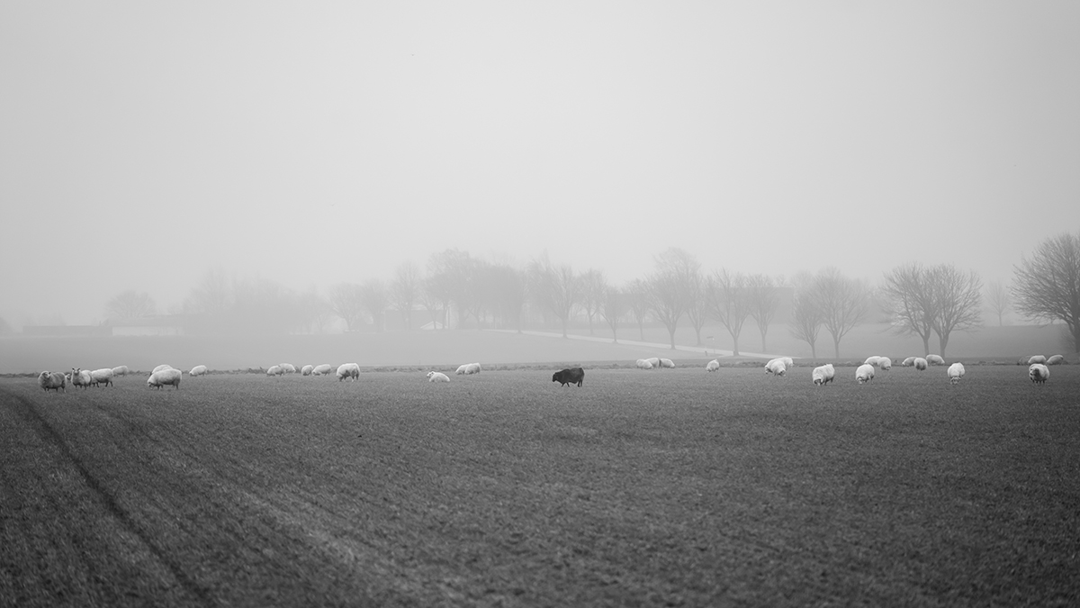 Black sheep