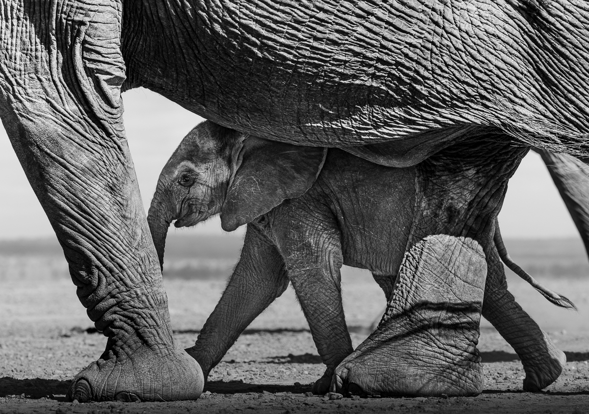 Magic Amboseli