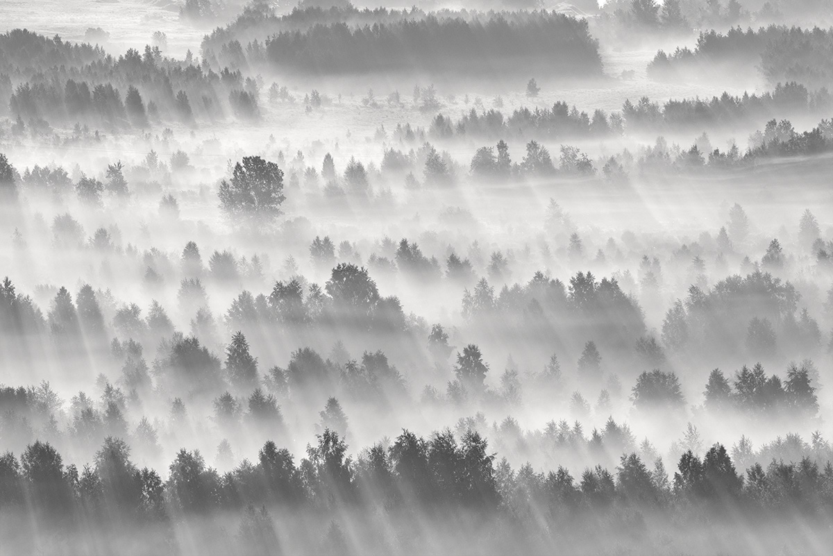 Dance of light and fog