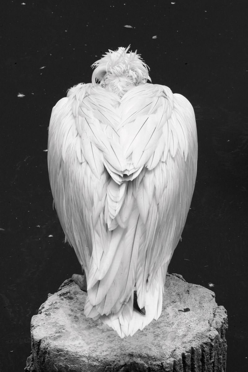 Qui es-tu, toi qui regardes ? / Who are you, looking at me ?, Singapour, 2015